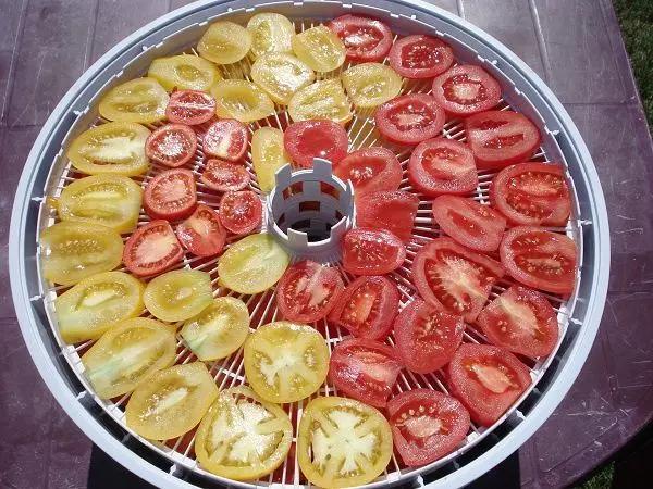 pomidory-pered-sushkoy-v-ezidri-ultra-1000-web